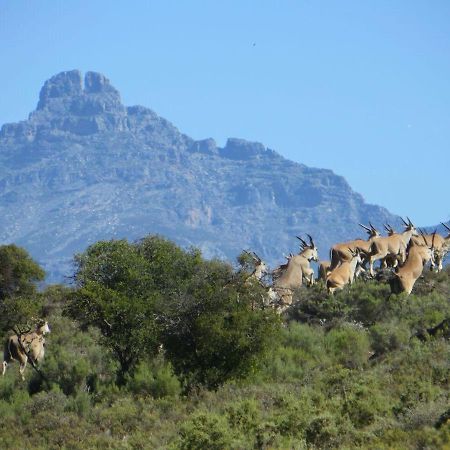 Rooiberg Wild Private Game Reserve Ladismith Dış mekan fotoğraf
