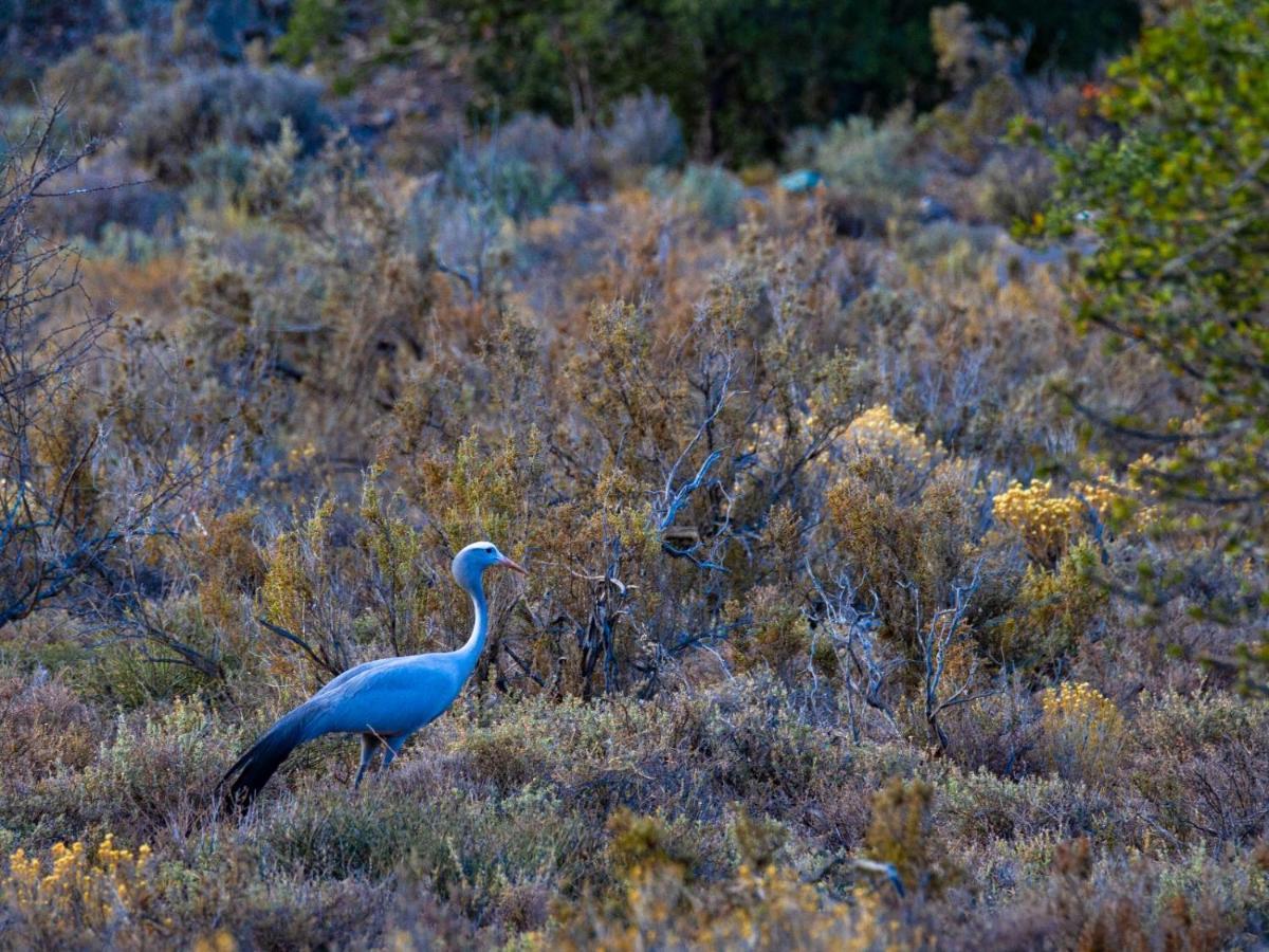 Rooiberg Wild Private Game Reserve Ladismith Dış mekan fotoğraf