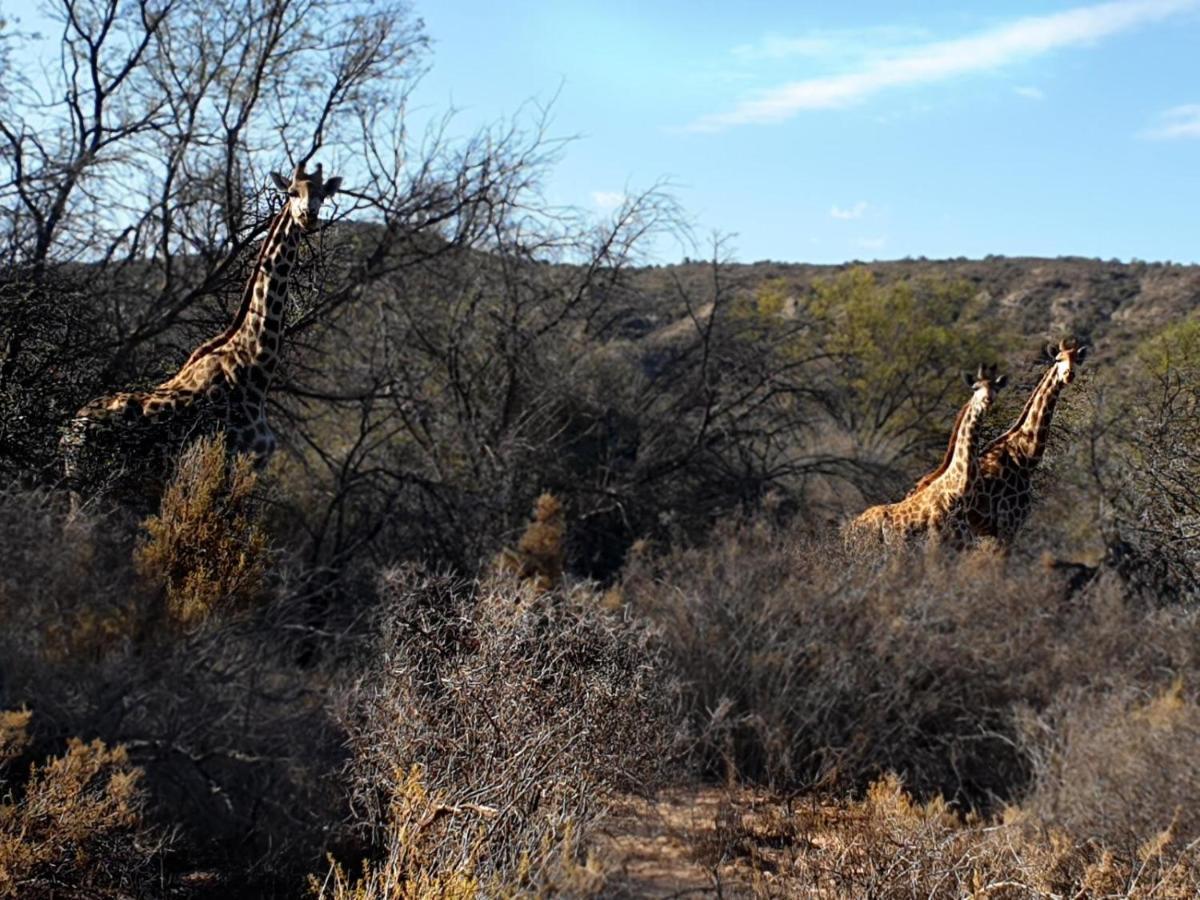 Rooiberg Wild Private Game Reserve Ladismith Dış mekan fotoğraf