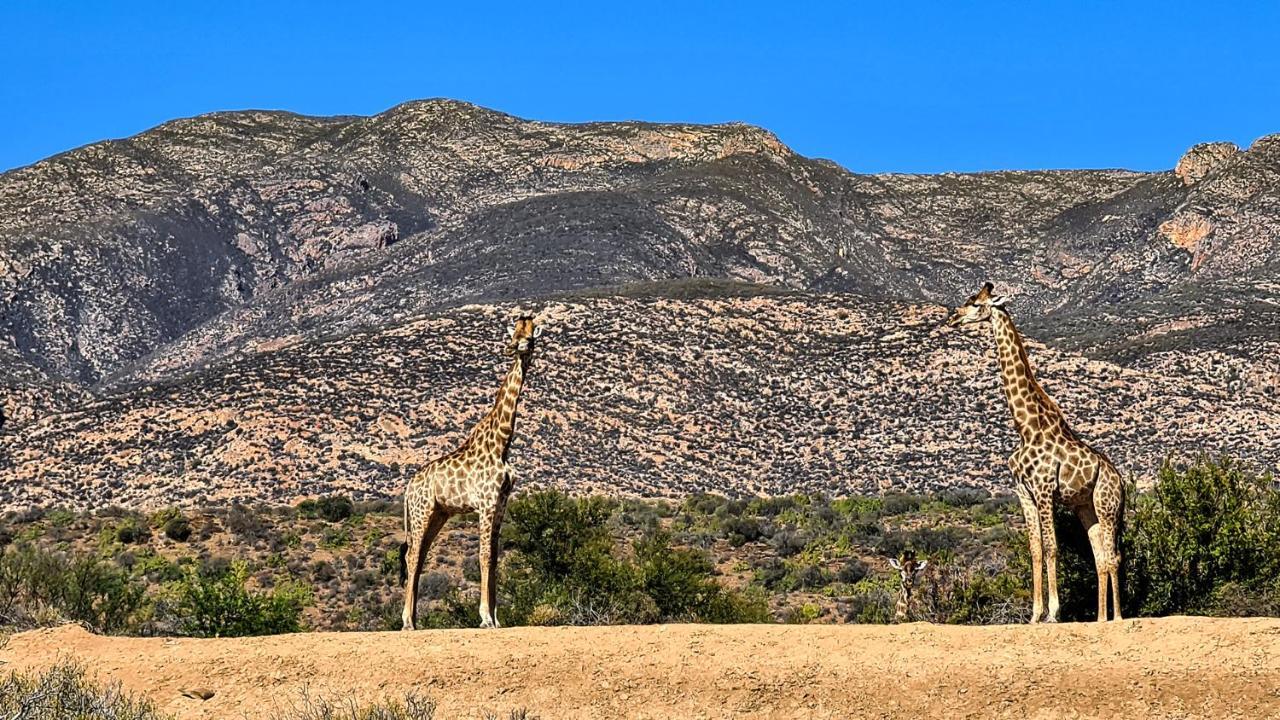 Rooiberg Wild Private Game Reserve Ladismith Dış mekan fotoğraf