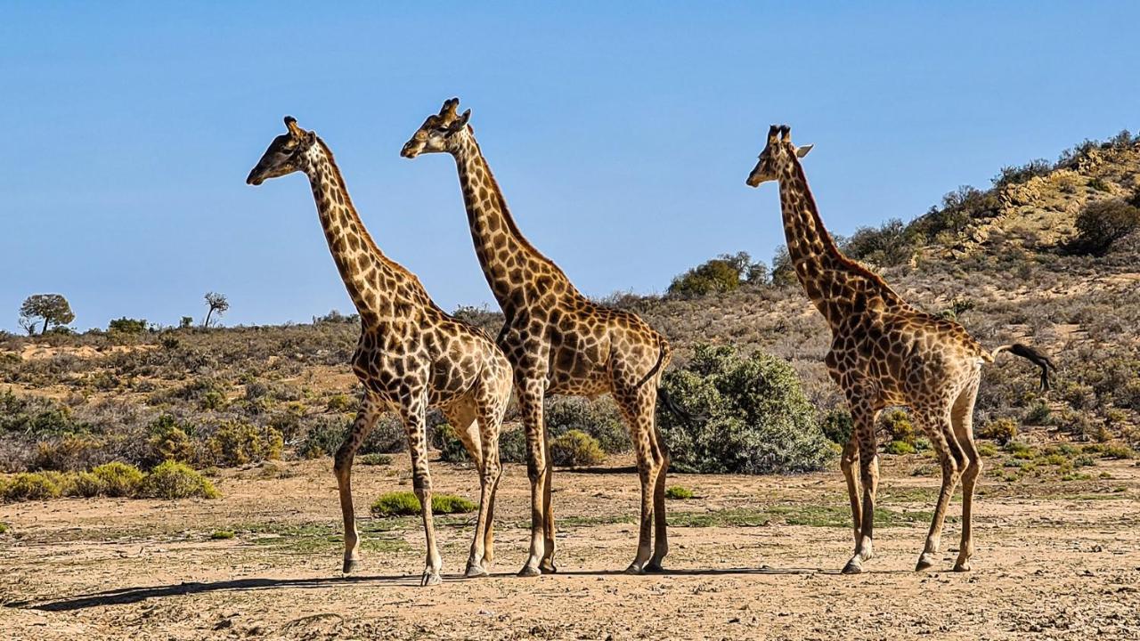 Rooiberg Wild Private Game Reserve Ladismith Dış mekan fotoğraf