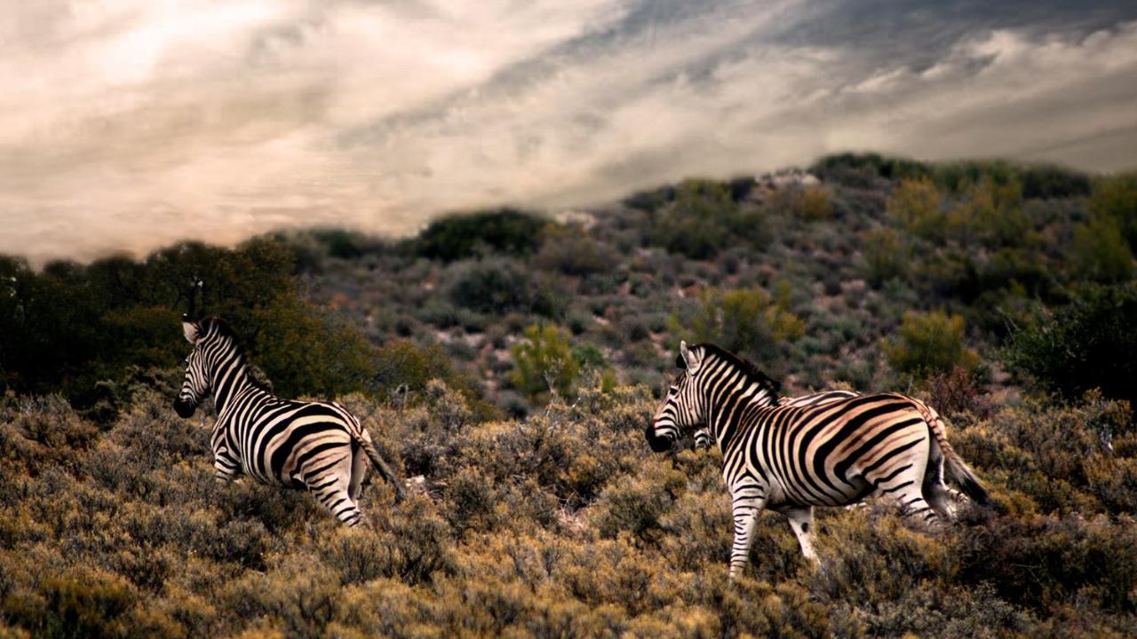 Rooiberg Wild Private Game Reserve Ladismith Dış mekan fotoğraf